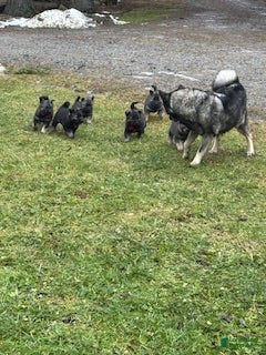 Norwegian Elkhound dogs "Purple" people licker - Ad 11