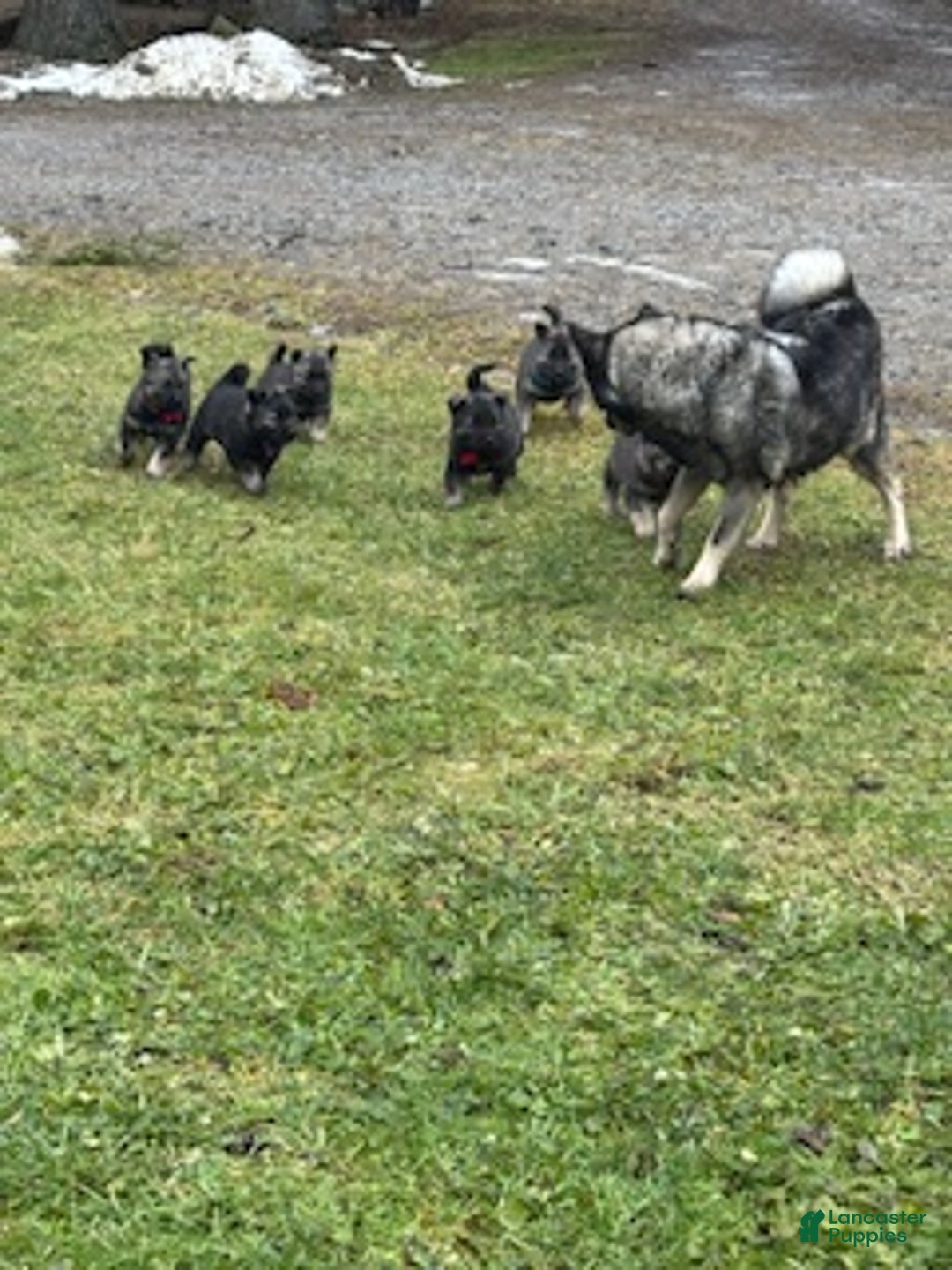 Norwegian Elkhound dogs for sale: "Purple" people licker - Ad 1