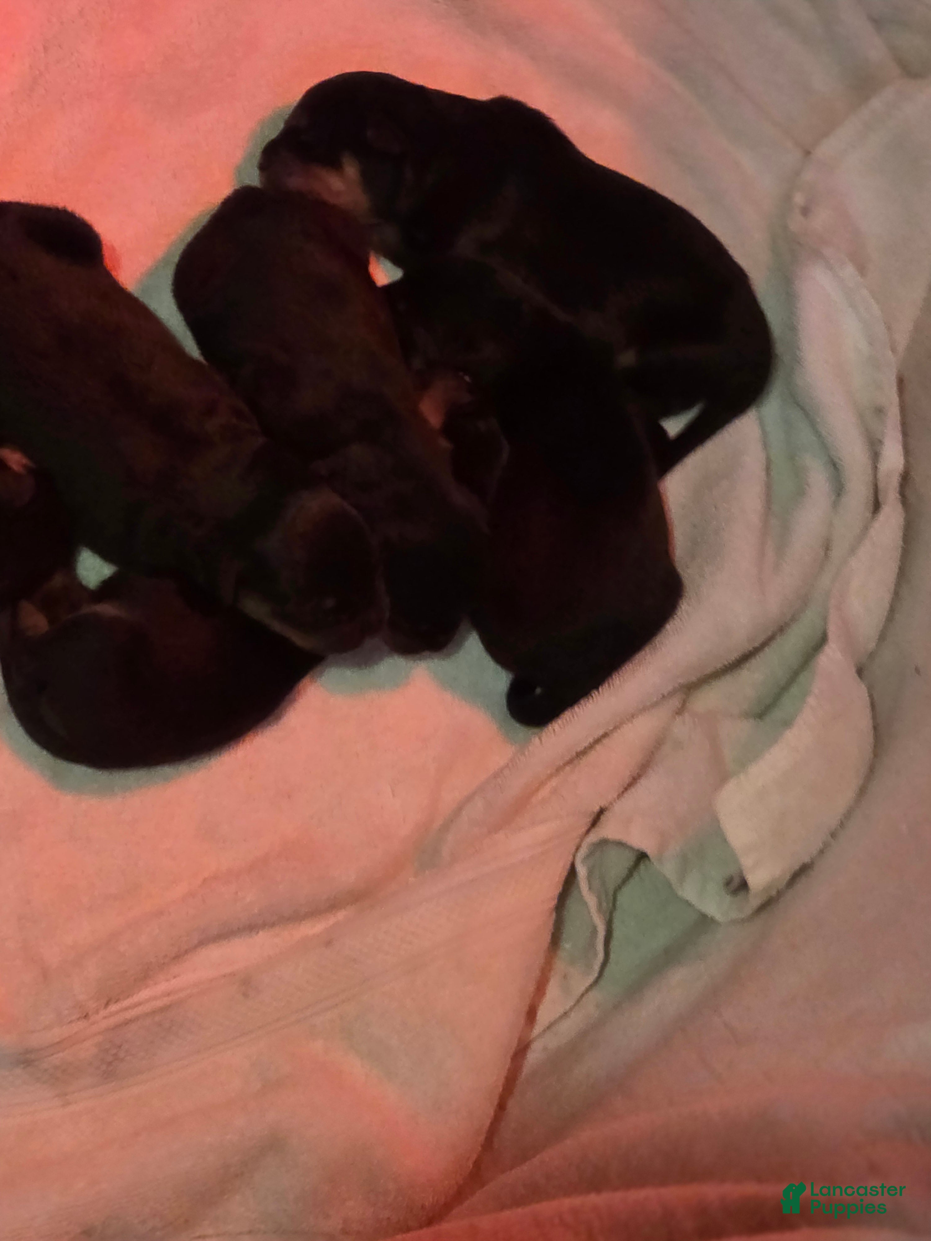 Rottweiler dogs for sale: Rottweiler 2 - Ad 29