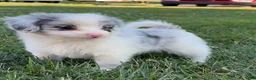 Mini Aussiedoodle dogs for sale: Cooper - Ad 4