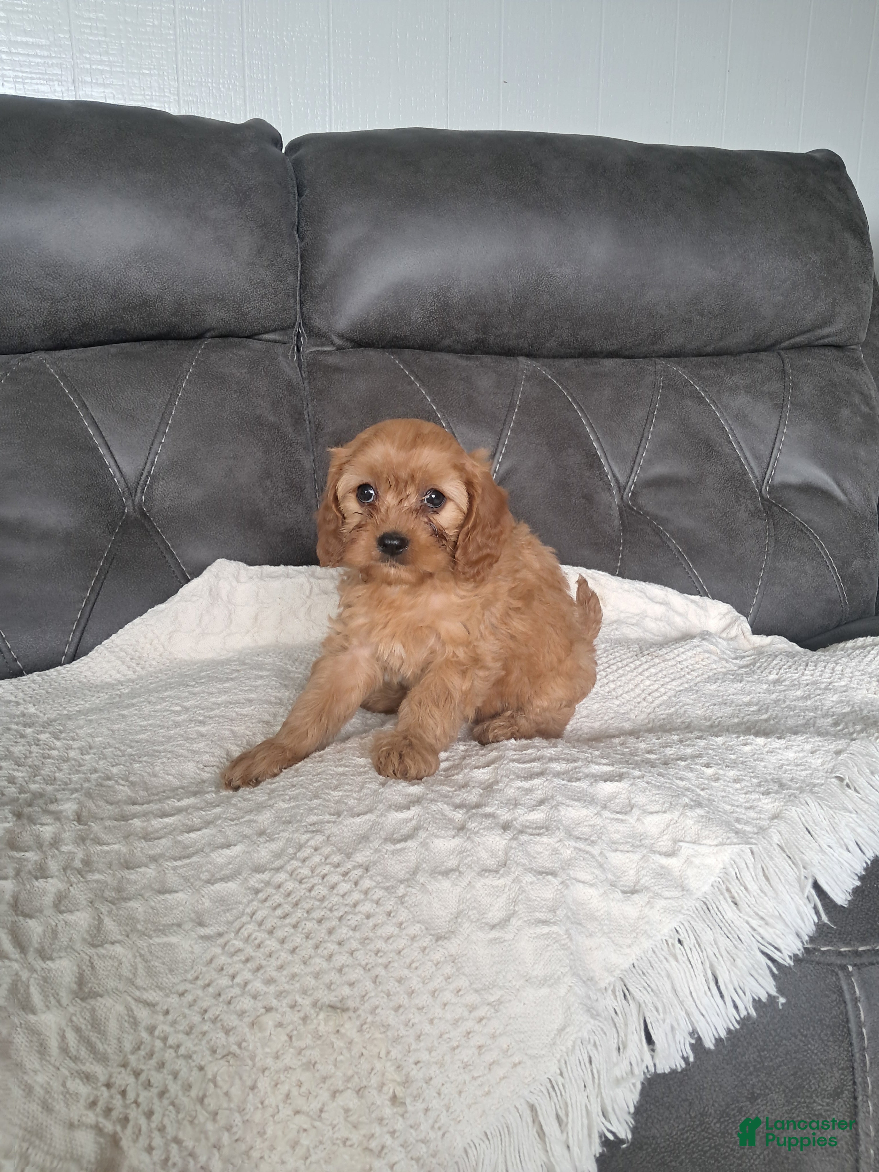 Cavapoo dogs Lala  - Ad 1