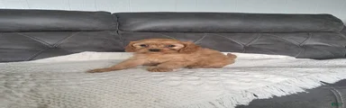 Lala 