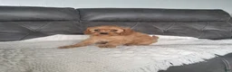 Cavapoo dogs for sale: Lucy - Ad 4