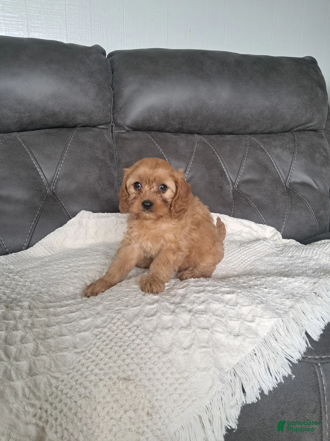 Cavapoo dogs for sale: Lucy - Ad 4