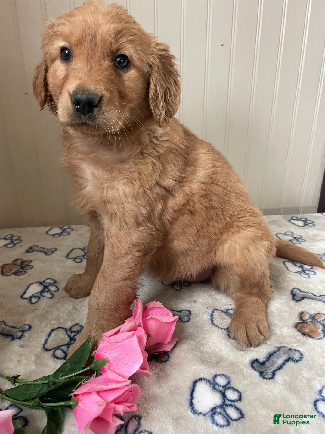 Golden Retriever dogs for sale: Sadie - Ad 3