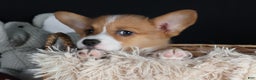 Welsh Corgi Pembroke dogs for sale: Holden - Ad 6