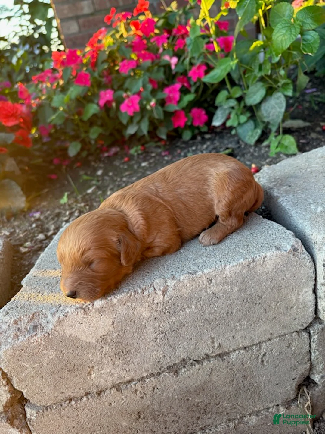 Cavapoo dogs for sale: Boy 2 - Ad 2