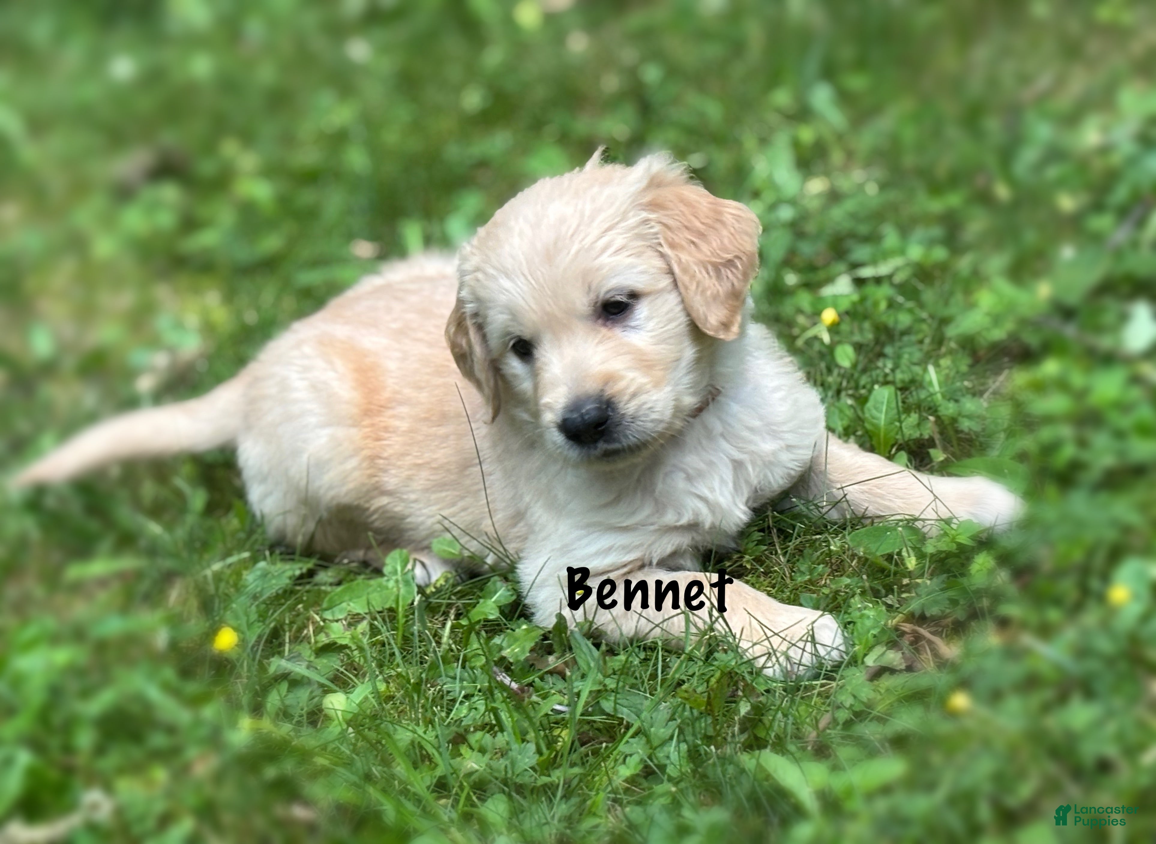 Golden Retriever dogs Bennet - Ad 1