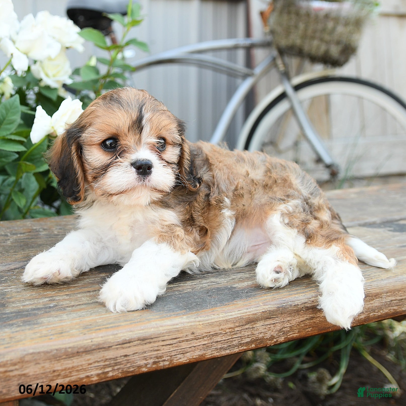 Cavachon dogs Wendy - Ad 2