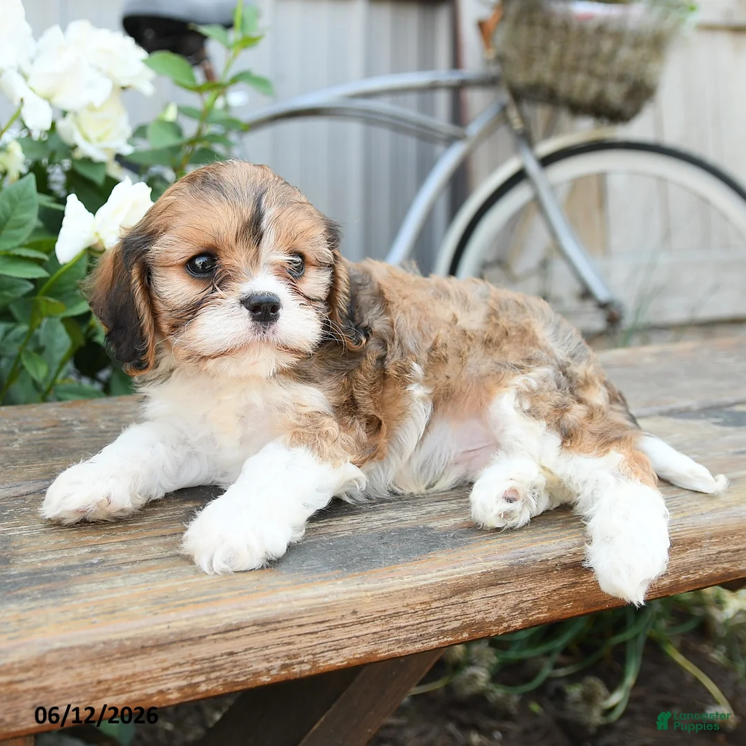 Cavachon dogs for sale: Wendy - Ad 2