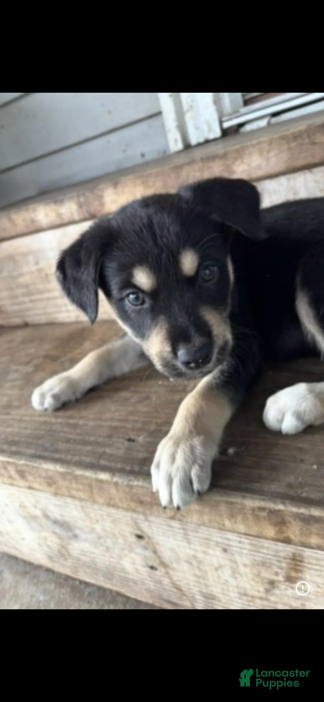 Mixed Breed dogs for sale: Mixed Breed Puppy 2 - Ad 1