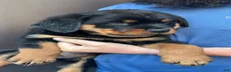 Rottweiler dogs for sale: Rottweiler Puppy 1 - Ad 2