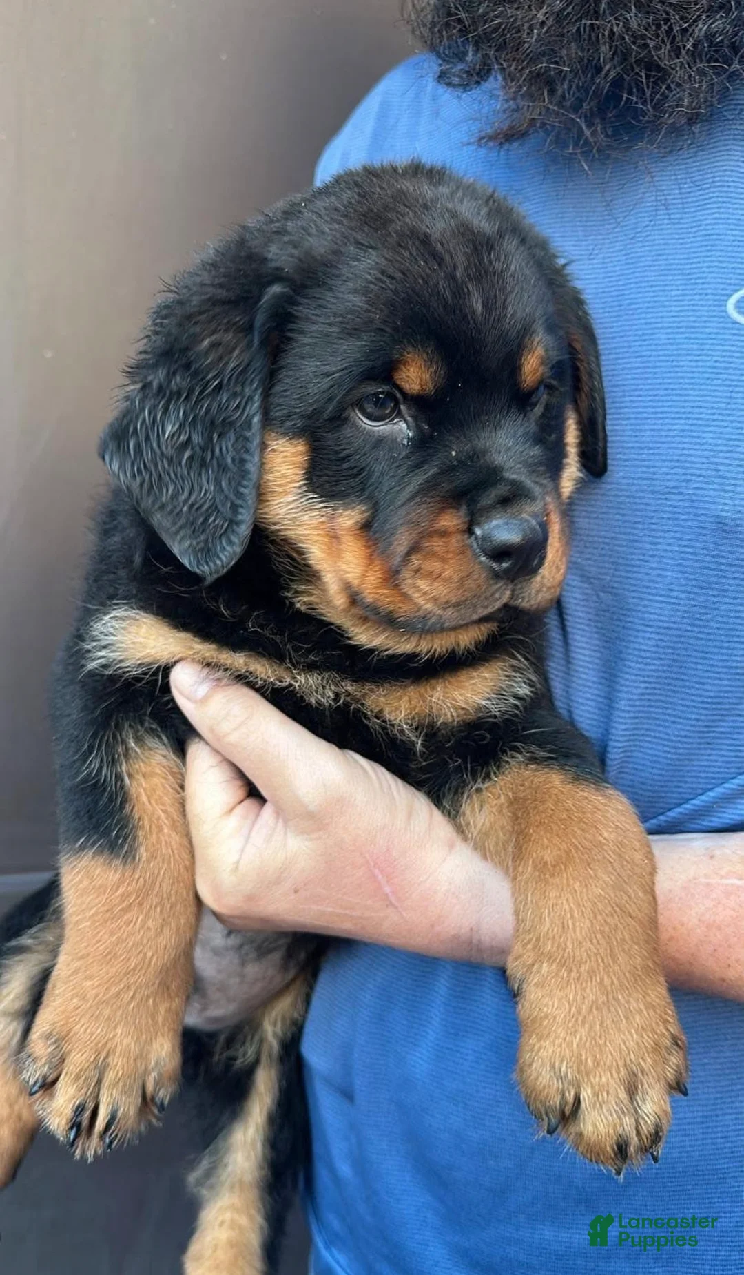 Rottweiler dogs for sale: Rottweiler Puppy 1 - Ad 2