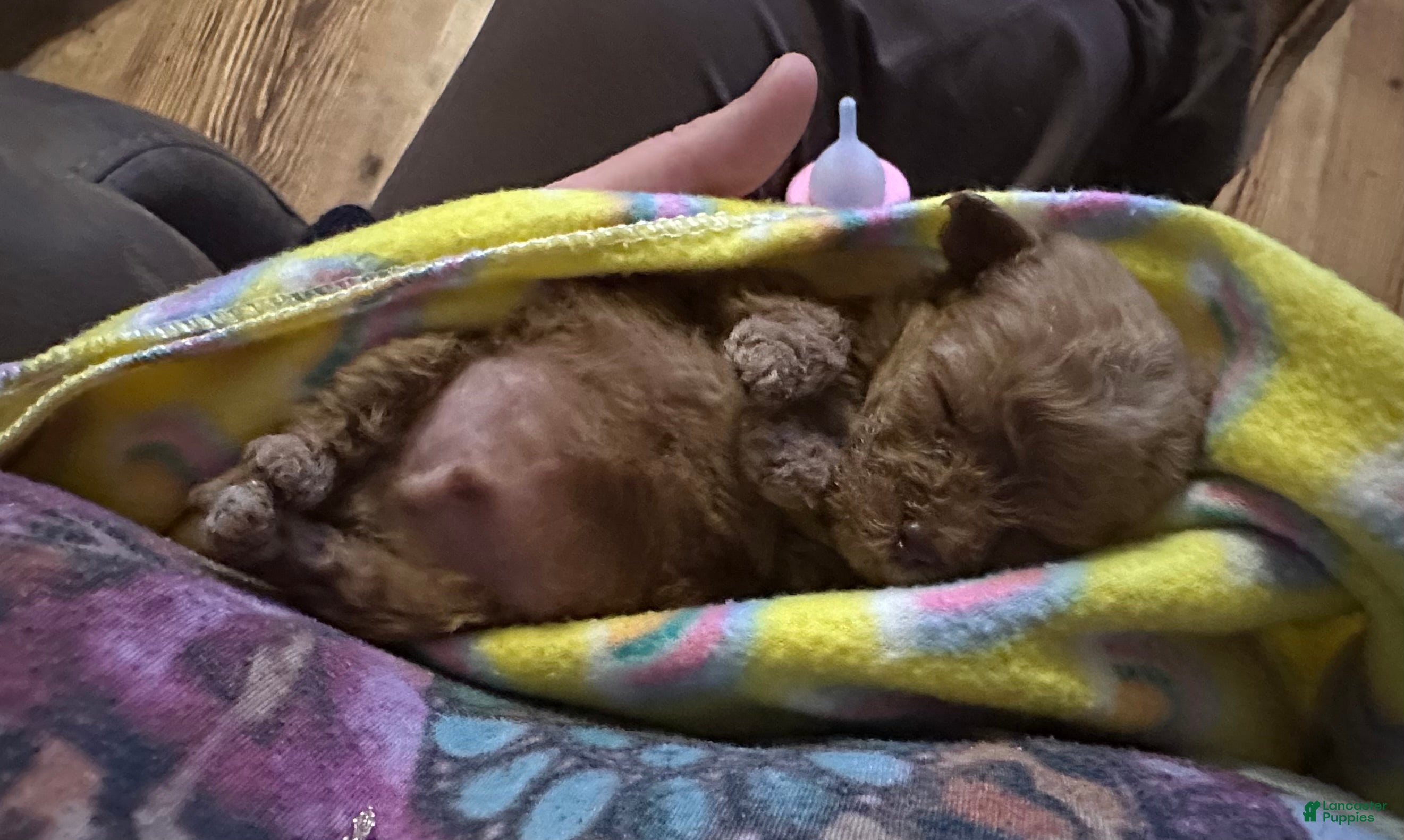 Toy Poodle dogs for sale: Double T Summer’s apricot male - Ad 29