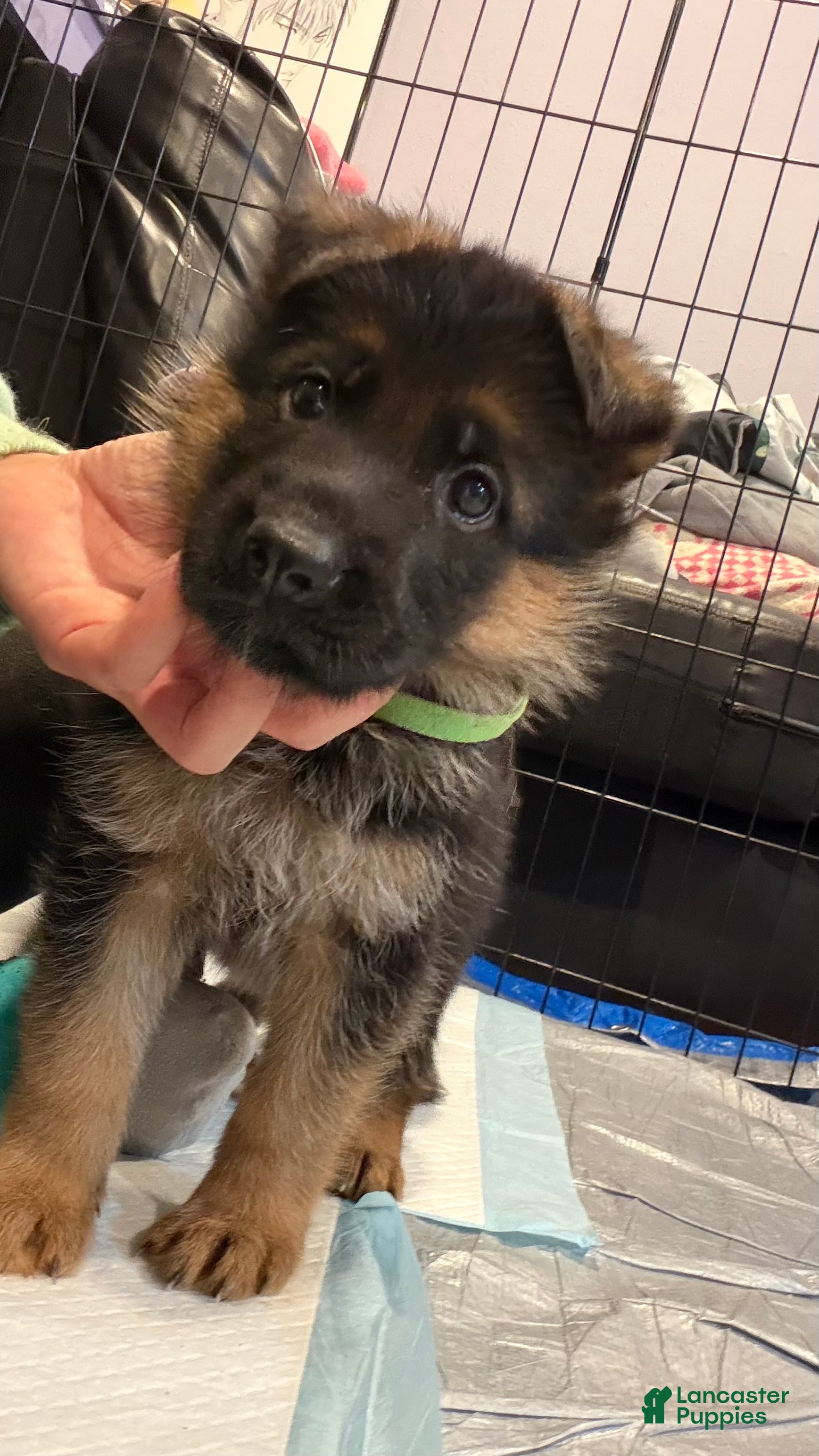 German Shepherd dogs for sale: green - Ad 17