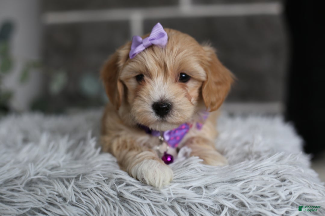 Maltipoo dogs for sale: Evie - Ad 3