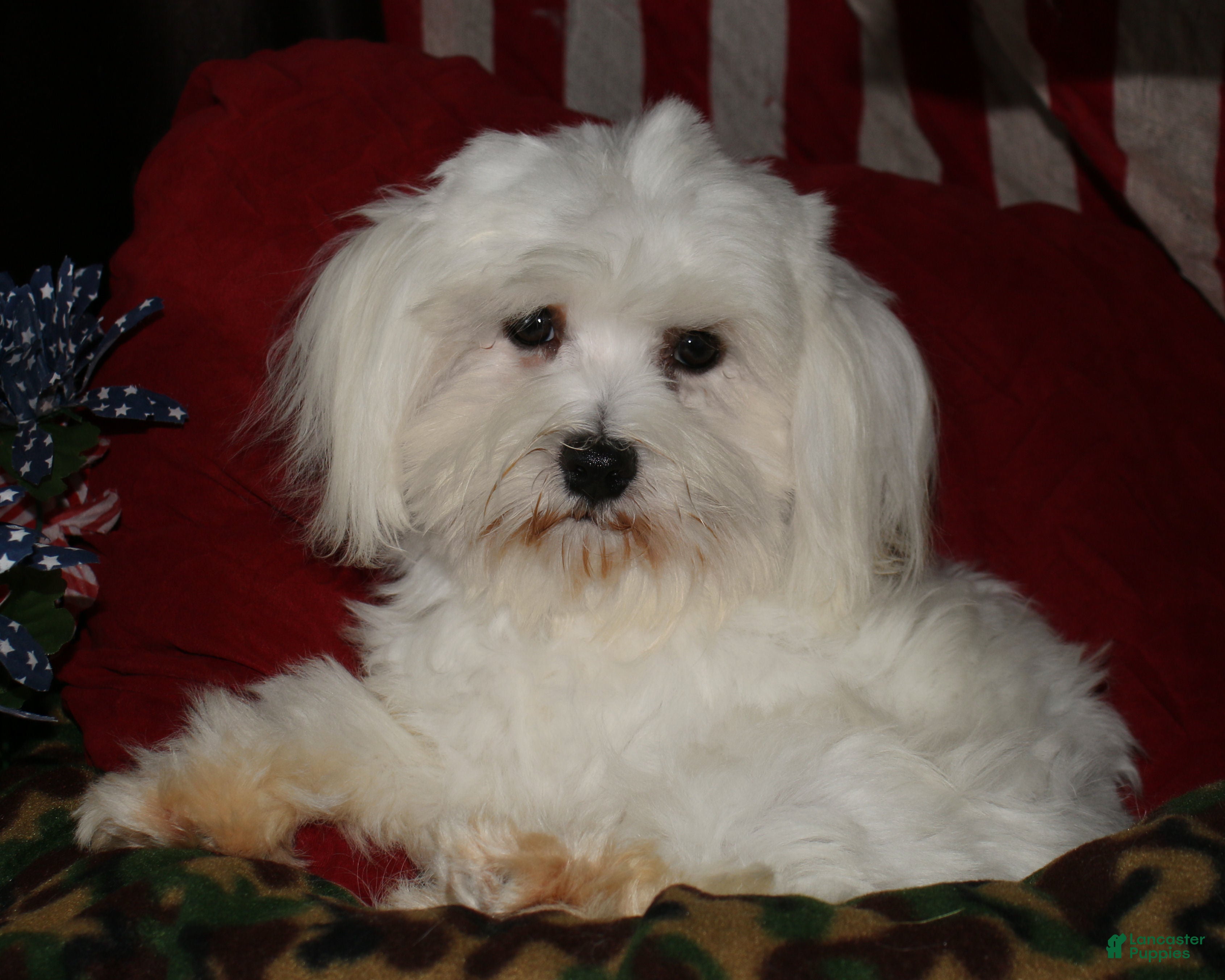 Maltese dogs Teddy - Ad 1