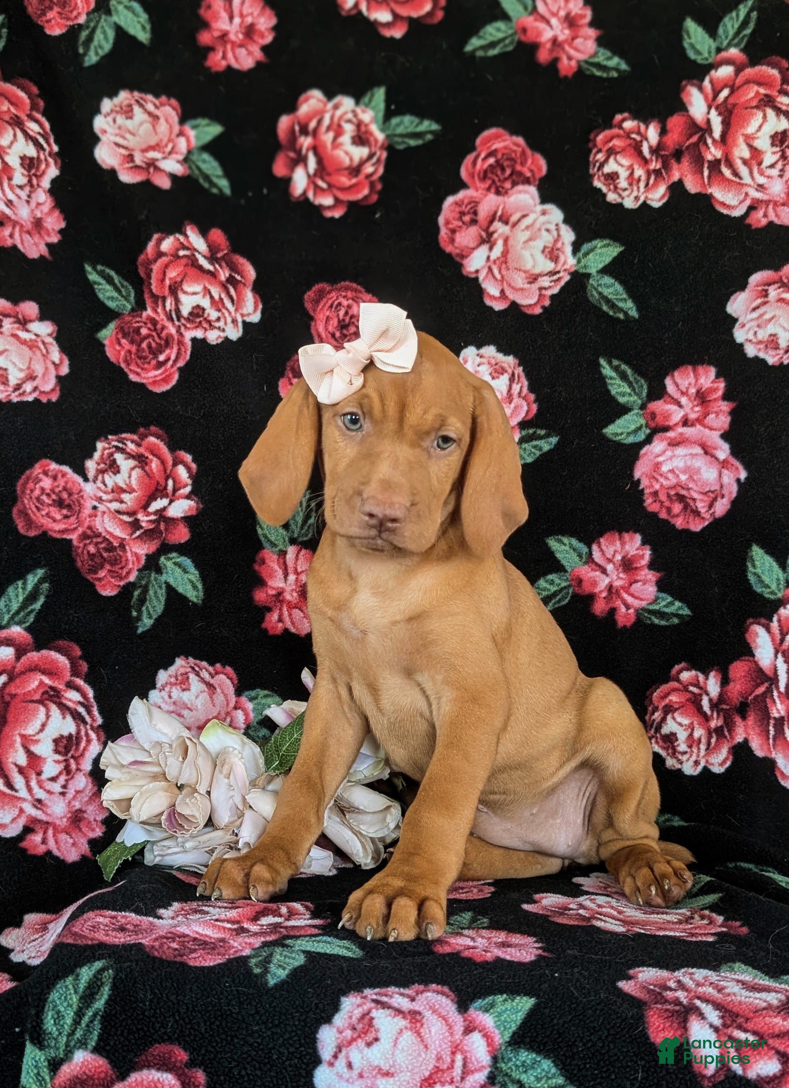 Vizsla dogs Alli - Ad 1