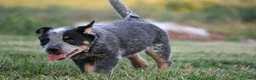 Australian Cattle Dog dogs for sale: Daisy - Ad 1