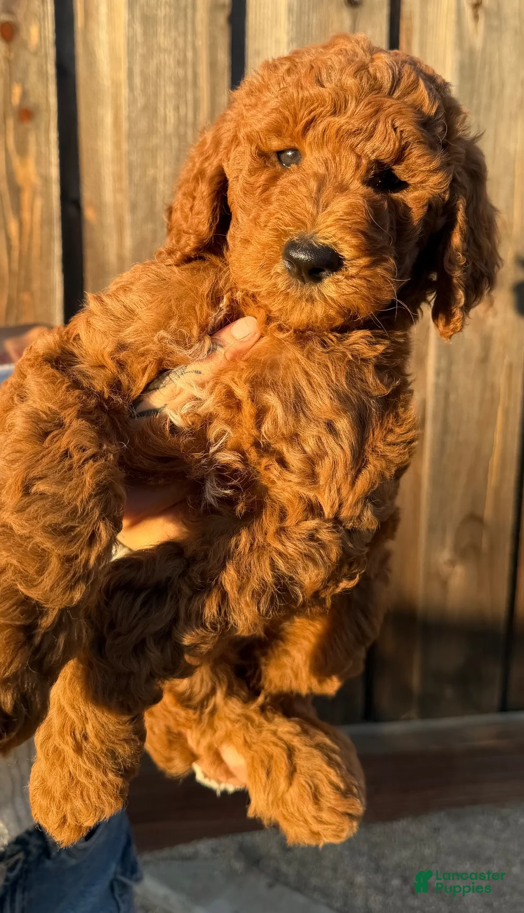Goldendoodle dogs for sale: Goldendoodle 5 - Ad 1