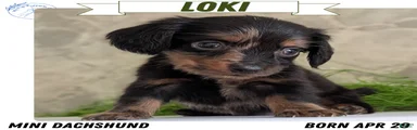 Loki 