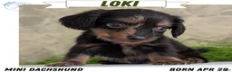Miniature Dachshund dogs for sale: Loki  - Ad 1