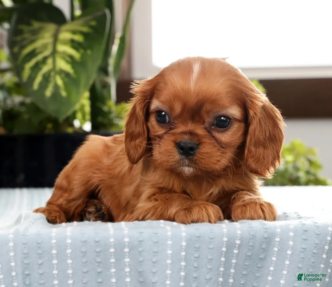 Cavalier King Charles Spaniel dogs for sale: Kaden - Ad 1