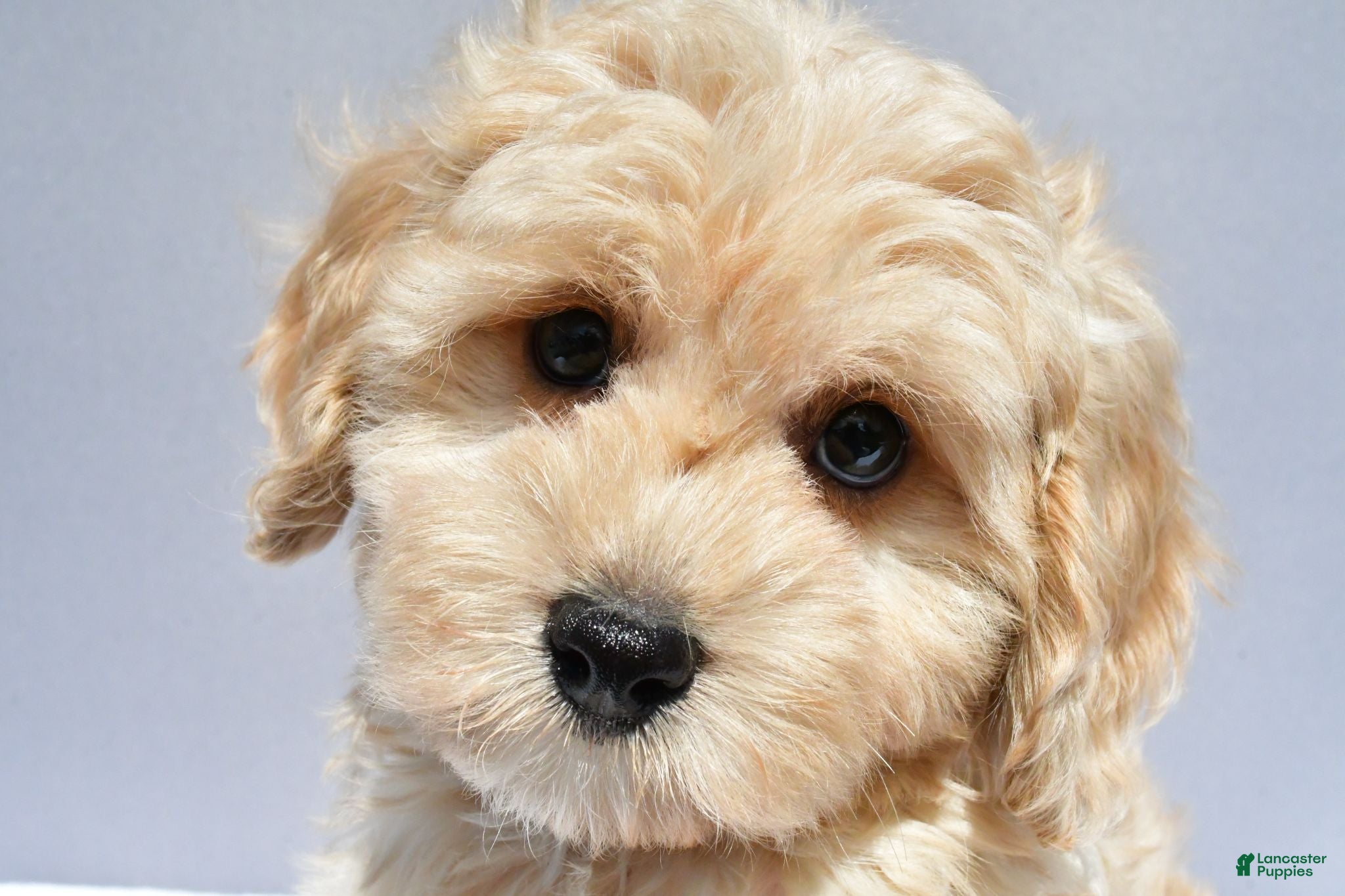 Cavapoo dogs Lonnie - Ad 1