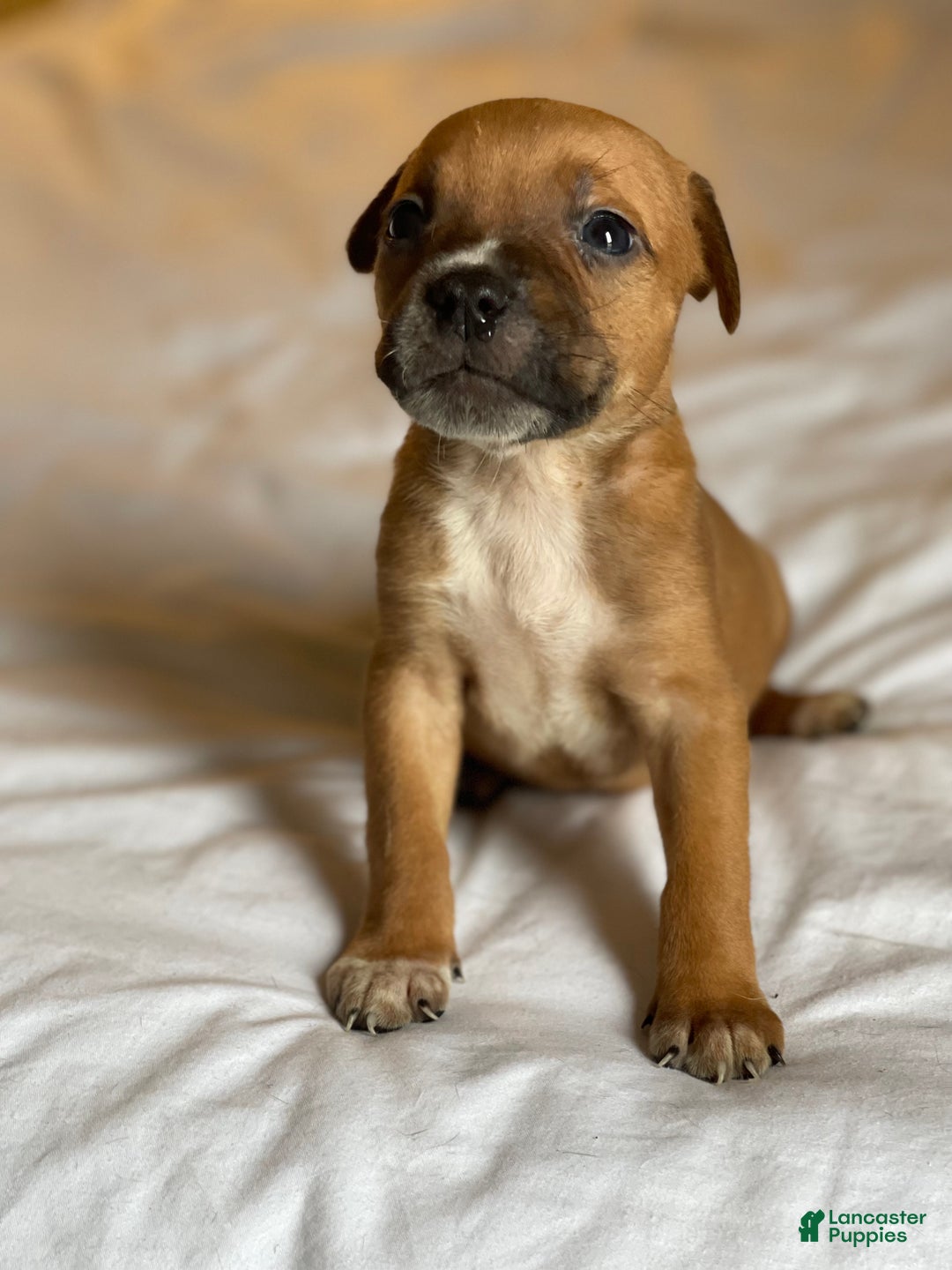 American Pit Bull Terrier dogs for sale: American Pit Bull Terrier Puppy 8 - Ad 4