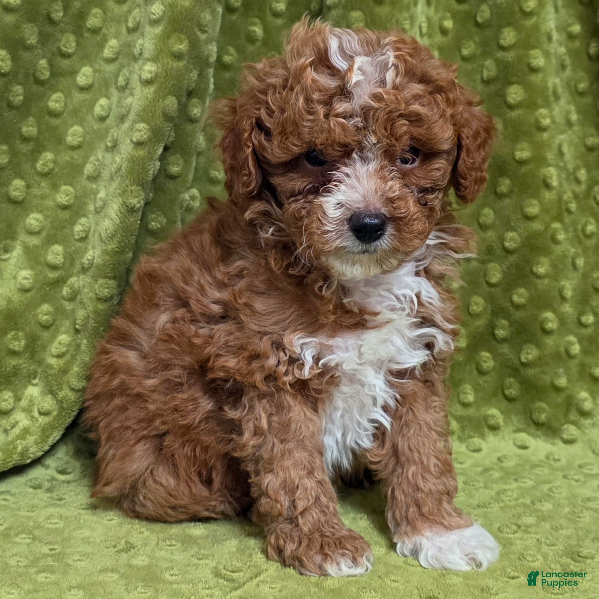 Standard Poodle dogs Coleman - Ad 20