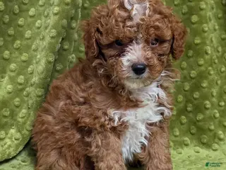 Standard Poodle dogs Coleman - Ad 27