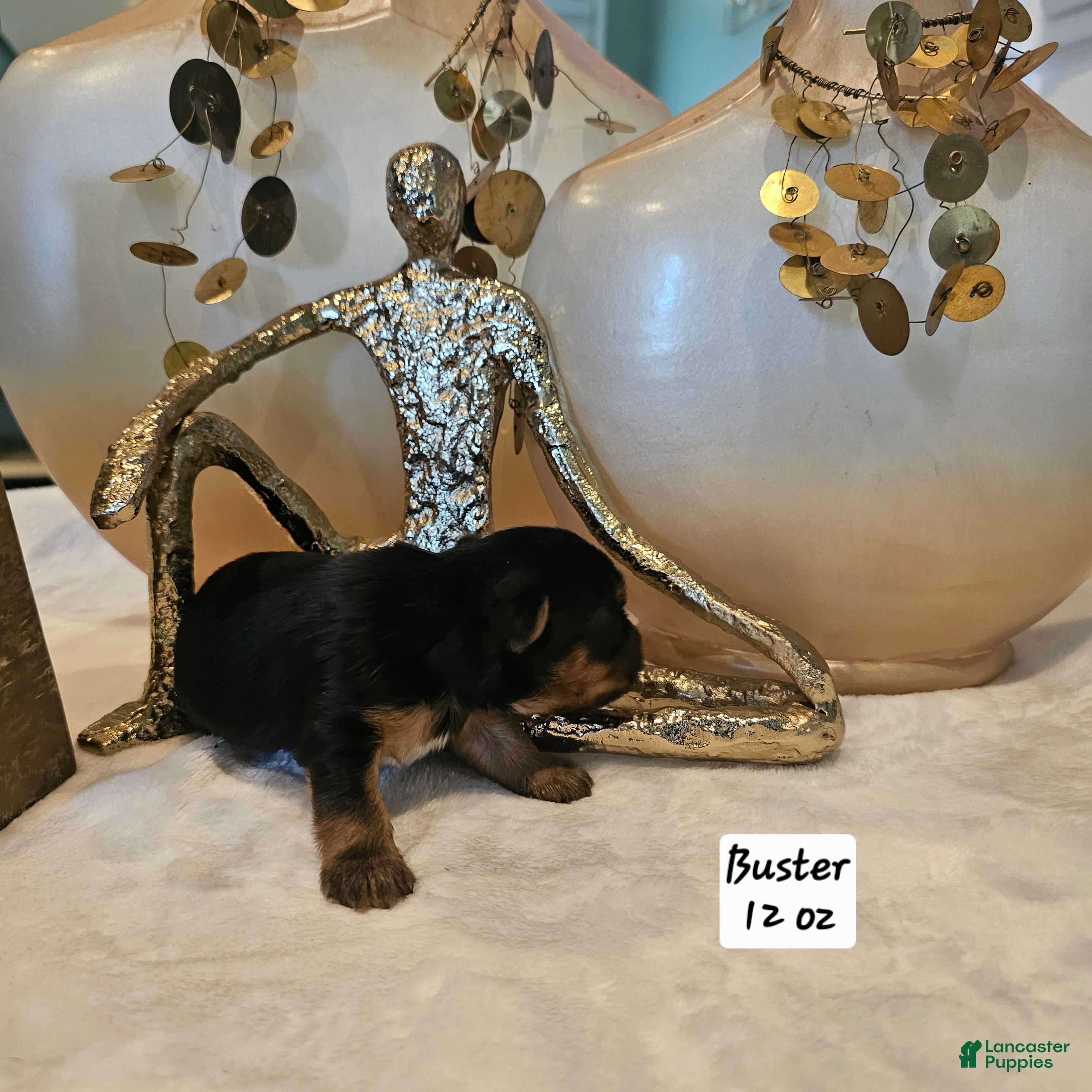 Yorkshire Terrier dogs Buster - Ad 11