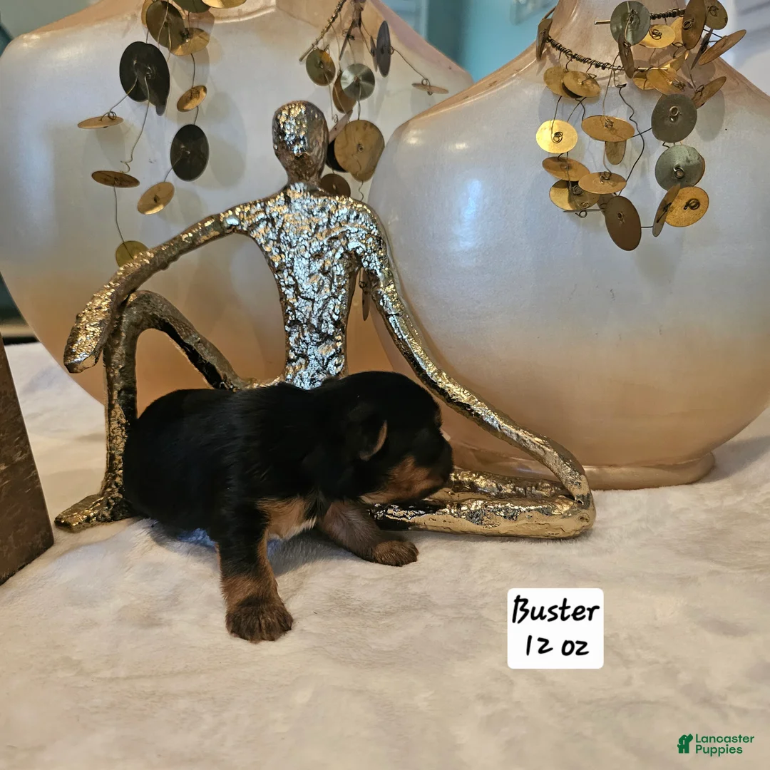Yorkshire Terrier dogs for sale: Buster - Ad 1
