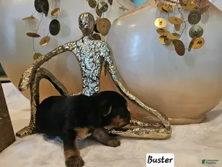 Yorkshire Terrier dogs Buster - Ad 11