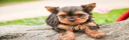 Yorkshire Terrier dogs for sale: Buckskin - Ad 1