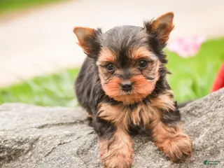 Yorkshire Terrier dogs for sale: Buckskin - Ad 3