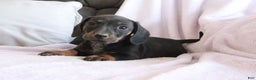 Miniature Dachshund dogs for sale: Shelby - Ad 1