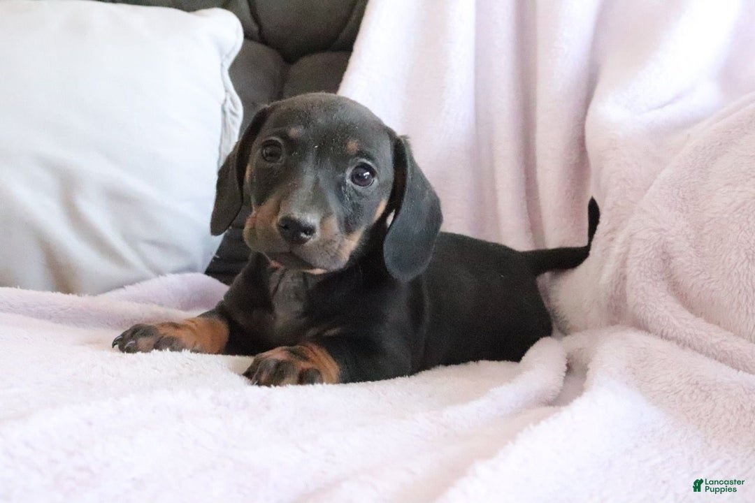 Miniature Dachshund dogs for sale: Shelby - Ad 1