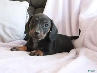 Miniature Dachshund dogs Shelby - Ad 20