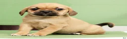 Puggle dogs for sale: Penny - Ad 1