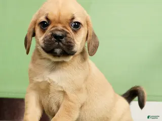 Puggle dogs for sale: Penny - Ad 3