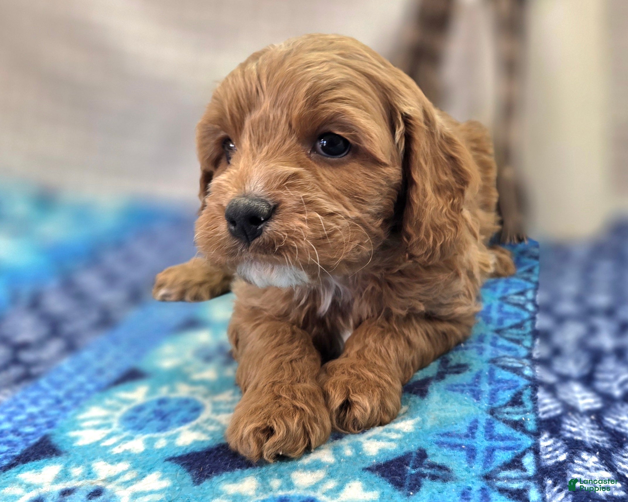 Cavapoo dogs Tundra - Ad 11