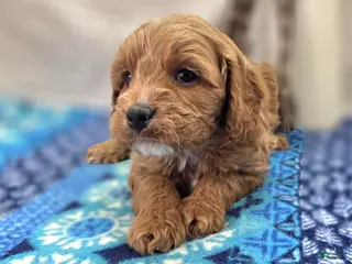 Cavapoo dogs Tundra - Ad 11