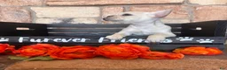 French Bulldog dogs for sale: French Bulldog 1 - Ad 13