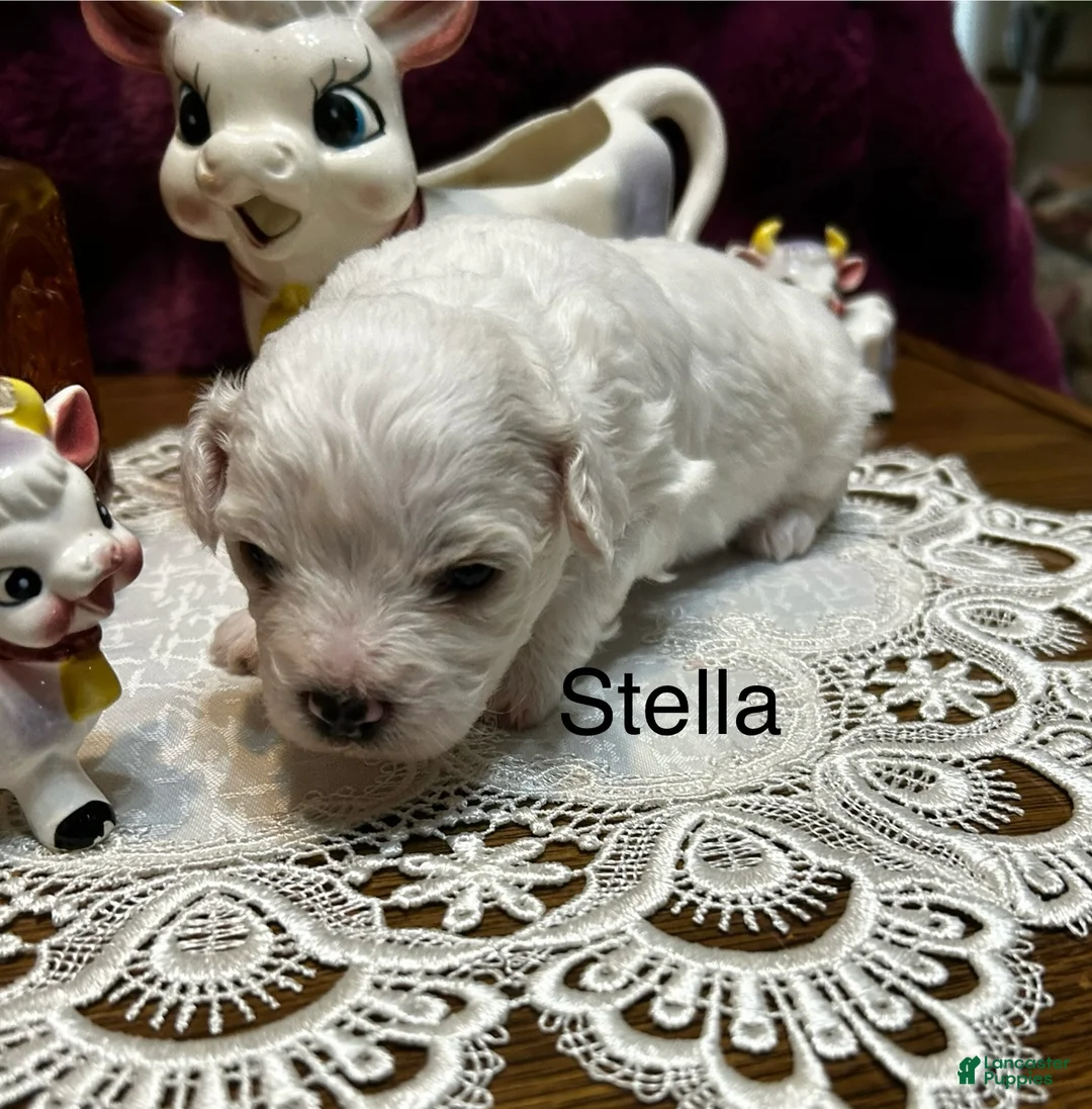 Bichon Frise dogs for sale: Bichon Frise Puppy 2 - Ad 2