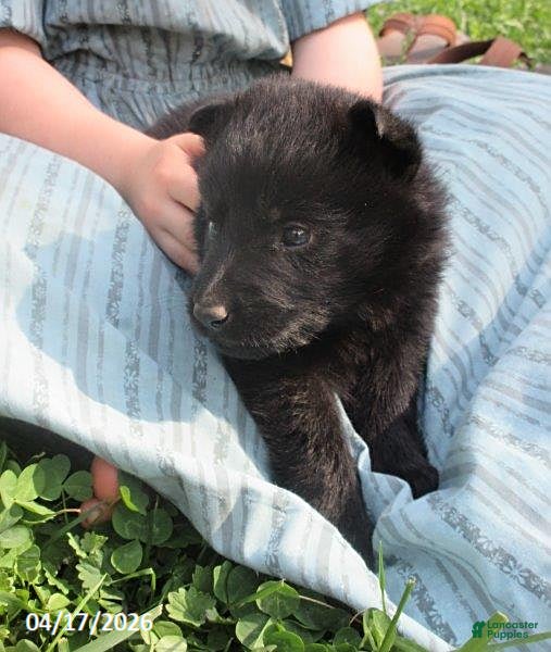 German Shepherd dogs Ranger - Ad 1