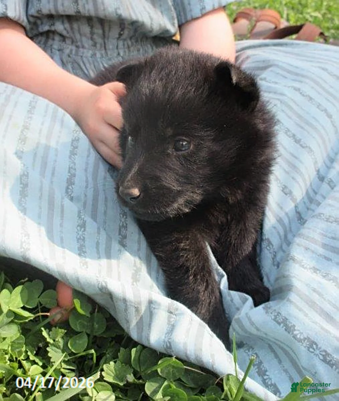 German Shepherd dogs for sale: Ranger - Ad 1