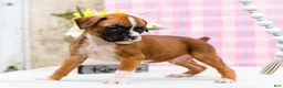 Boxer dogs for sale: Dancer - Ad 12