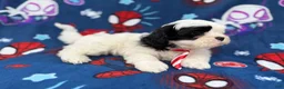 Shih Tzu dogs for sale: Sullivan  - Ad 3