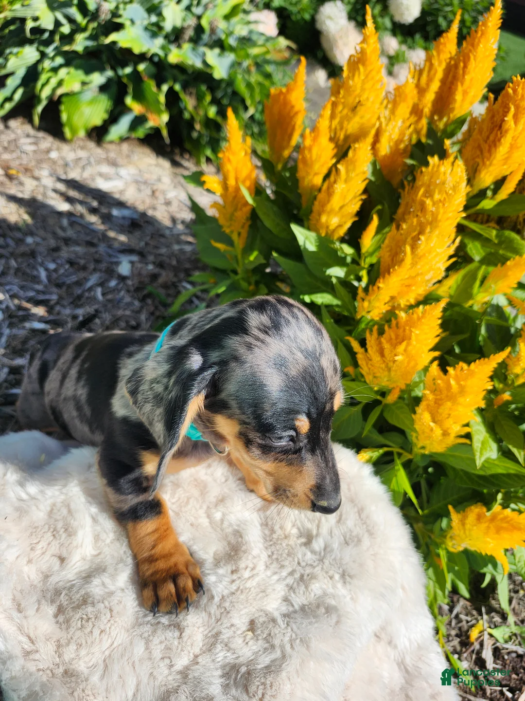 Miniature Dachshund dogs for sale: Sterling  - Ad 2